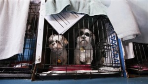 Dogs rescued from a puppy mill await transport. (AP Photo/Elaine Thompson)