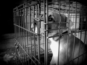 This is how a Dog Parker locker will feel to your dog. By TaylorSchlades